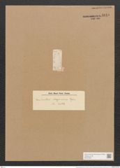 Hantzschia abyssinica Grun. (de-Toni-Nr.: Genus 50, Species 2207) Zeichnungen Sammlung Grunow Nr. 4615 (NHMW-BOT-W0372657)